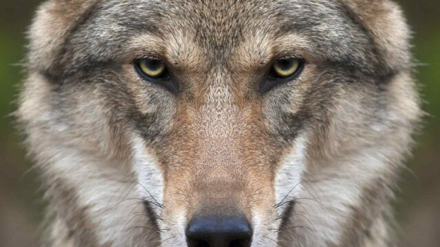 Wolf & The Girl